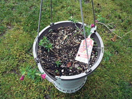 Calibrachoa (Million Bells) Hardiness - hanging plastic planter with surviving plants