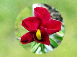 Calibrachoa (Million Bells) Hardiness - closeup of red flower