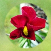 Calibrachoa (Million Bells) Hardiness - closeup of red flower