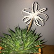 Ribbon Flowers - ribbon flower in pot with succulent