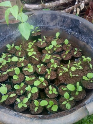 Growing Vegetable Seeds - seedlings in small pots inside a larger black tub