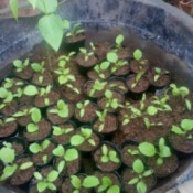 Growing Vegetable Seeds - seedlings in small pots inside a larger black tub