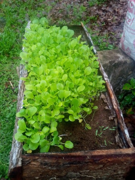 Growing Vegetable Seeds - seedlings in a long wooden planter