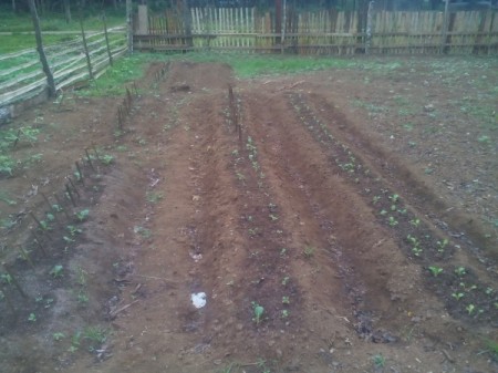 Growing Vegetable Seeds - garden plot
