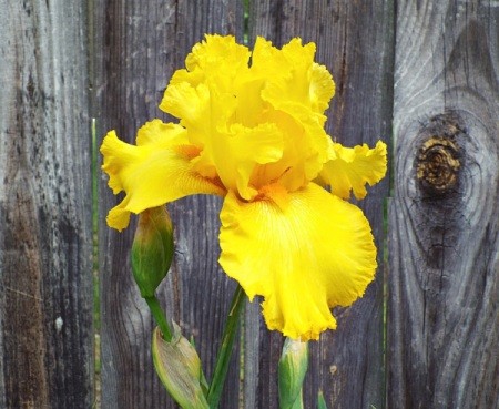 Yellow Iris - brilliant yellow iris against wood fence