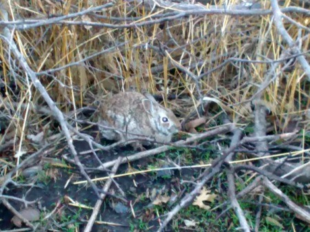 Brush Pile Bunny - brown bunny