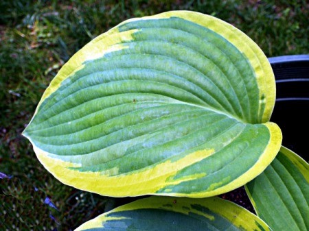 Variegated Hosta - green and yellow edged hosta leaf