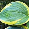 Variegated Hosta - green and yellow edged hosta leaf