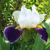 Label And Catalog Your Flowers = closeup of dark purple and white iris