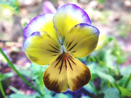 Volunteer Violas - closeup of yellow, white, and purple viola