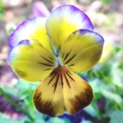 Volunteer Violas - closeup of yellow, white, and purple viola