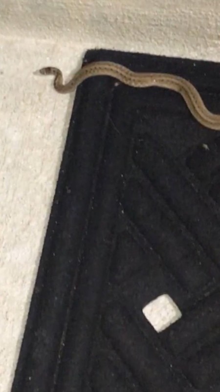 What Kind of Snake Is This?