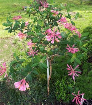 Features Of A Tree Honeysuckle - pink flowering