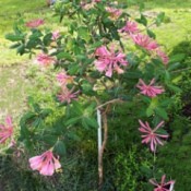 Features Of A Tree Honeysuckle - pink flowering