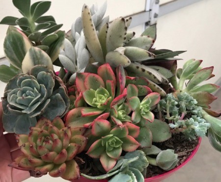 Succulent Plants Make Wonderful Gifts - dish of succulents