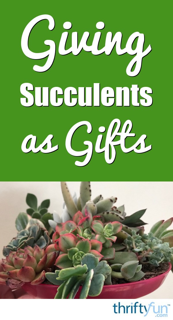 Giving Succulents as Gifts | ThriftyFun