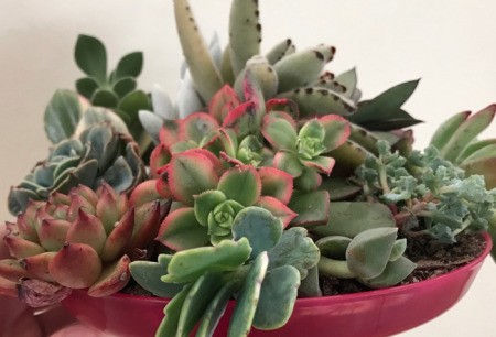 Succulent Plants Make Wonderful Gifts