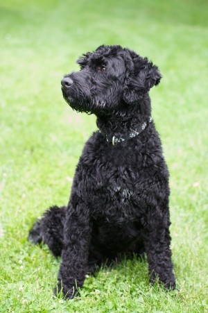 Breed Information - Portuguese Water Dog - dog in profile