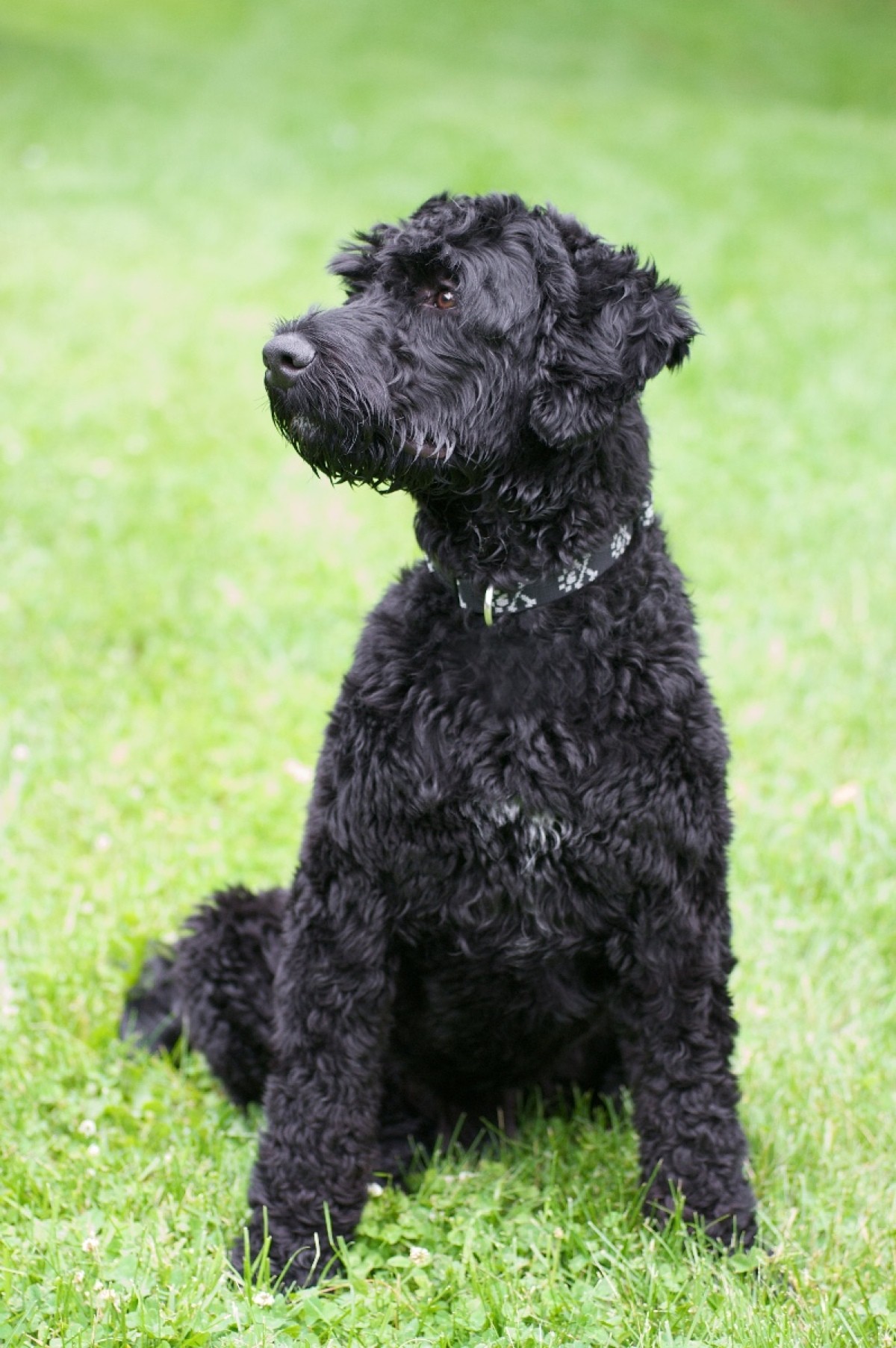 Portuguese Water Dog - Breed Information and Photos | ThriftyFun