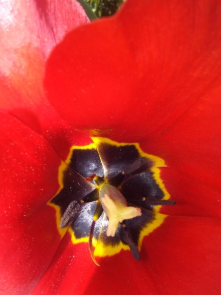 Tulip in My Backyard - closeup of red tulip