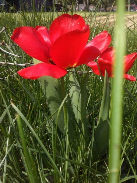 Tulip in My Backyard - side view of red tulips