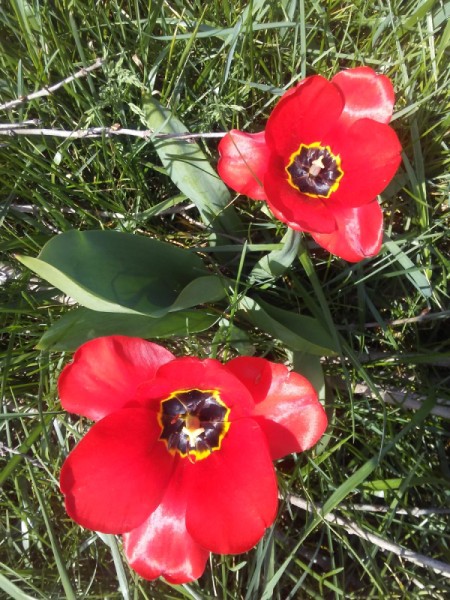 Tulip in My Backyard - looking down on two red tulip flowers