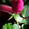 Shimmering Rosebud