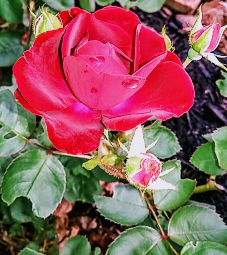 Velvet Rose Blossom