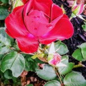 Velvet Rose Blossom
