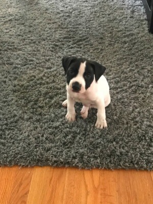 Is My Puppy a Pure Bred Pit Bull? - black and white puppy on grey rug