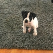Is My Puppy a Pure Bred Pit Bull? - black and white puppy on grey rug