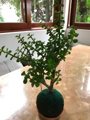 What Is This Houseplant? appears to be a jade plant