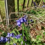 What Is This Garden Plant? drooping stem with purple bell shaped flowers