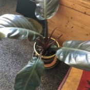 What Is This Houseplant?