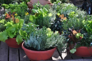 Several containers with plants growing in them.