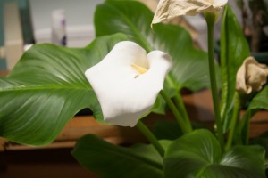 A calla lily in a pot, inside.