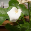 A calla lily in a pot, inside.