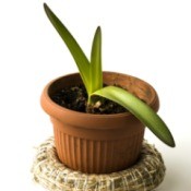 An amaryllis with green leaves growing.