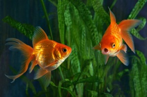 Two goldfish in a tank with green plants.