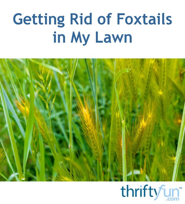 Getting Rid of Foxtails in My Lawn? | ThriftyFun