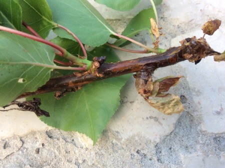 Identifying a Disease on an Apricot Tree - clear gooey drop on branch