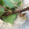 Identifying a Disease on an Apricot Tree - clear gooey drop on branch