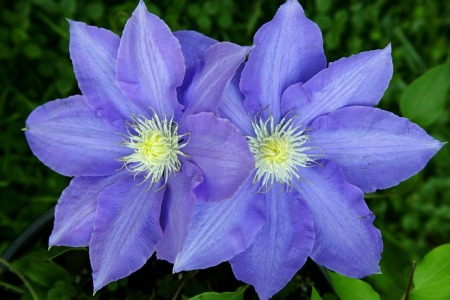 Two purple clematis blossoms growing outside.