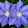 Two purple clematis blossoms growing outside.