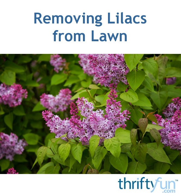 Removing Lilacs from Lawn ThriftyFun