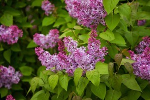 A lilac bush growing outside.