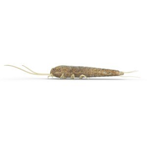 A silverfish insect on a white background.