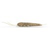 A silverfish insect on a white background.