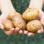 Hands holding potatoes, fresh from the garden.