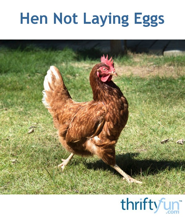Hen Not Laying Eggs? ThriftyFun